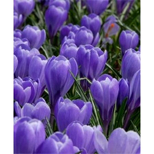 Crocus Bulbs Large Flowering Blue, Gra 